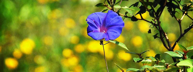 Chettiyar Park, Kodaikanal Tourist Attraction