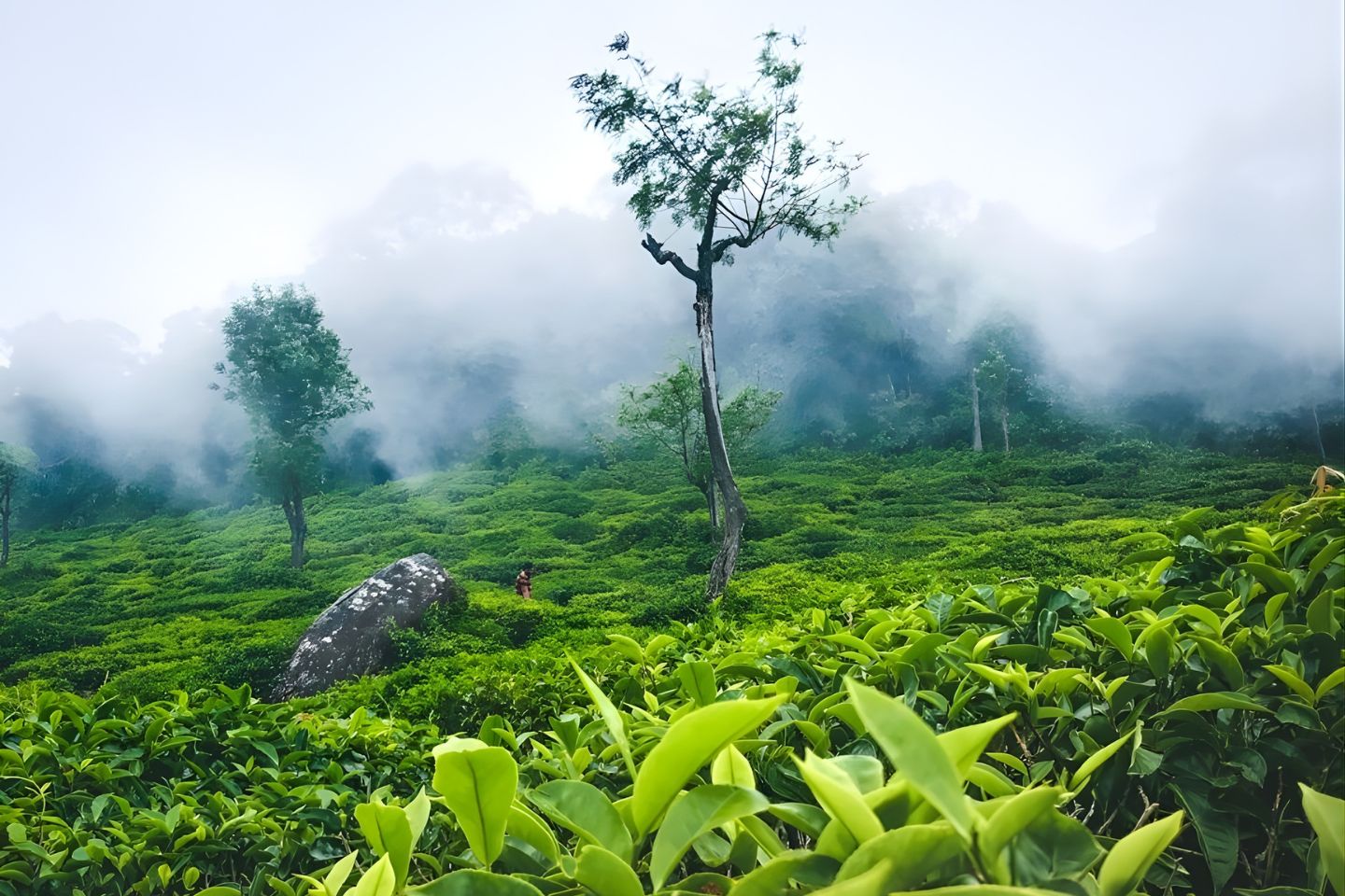 Ooty to Kodaikanal, Distance Route Map from Ooty to Kodaikanal