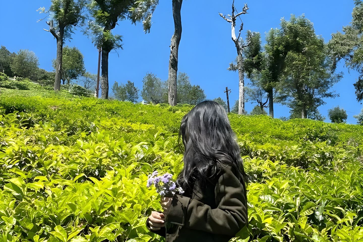 Kochin to Kodaikanal: Distance, Route, Map