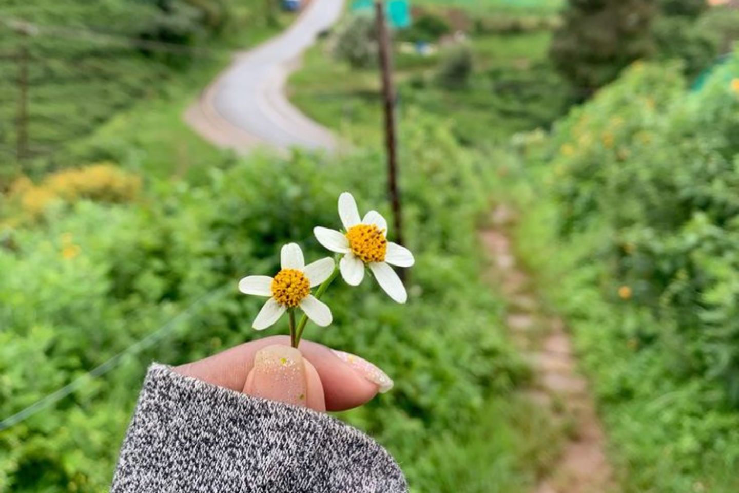Mysore to Kodaikanal: Distance, Route, Map