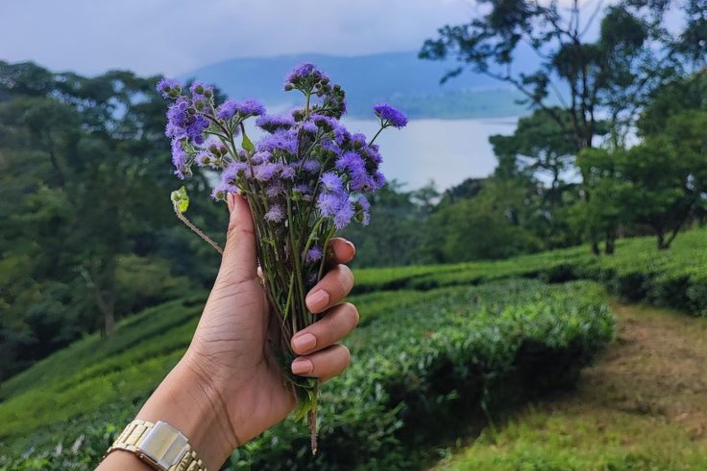 Temperature at Kodaikanal