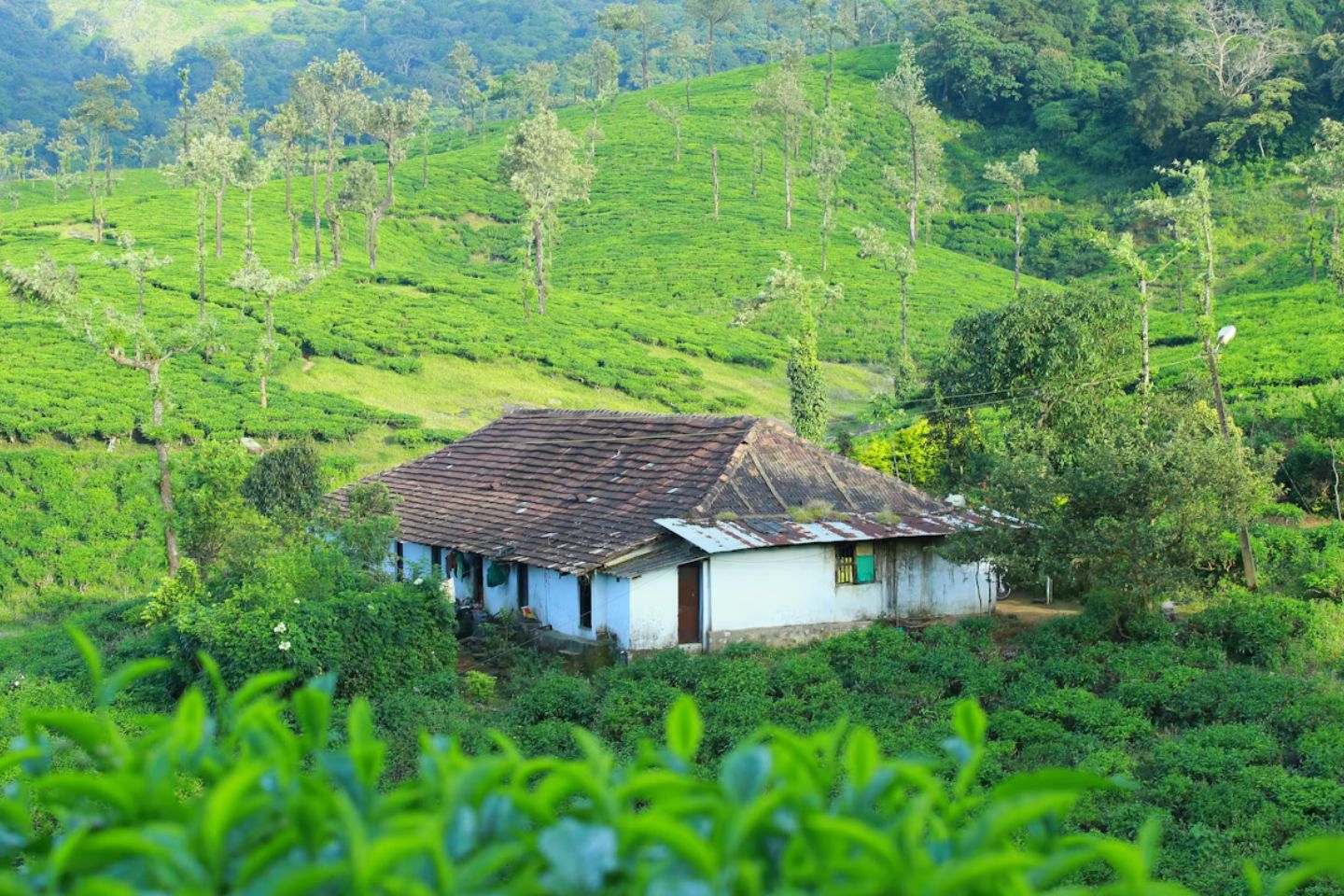 Ooty Kodaikanal Tour