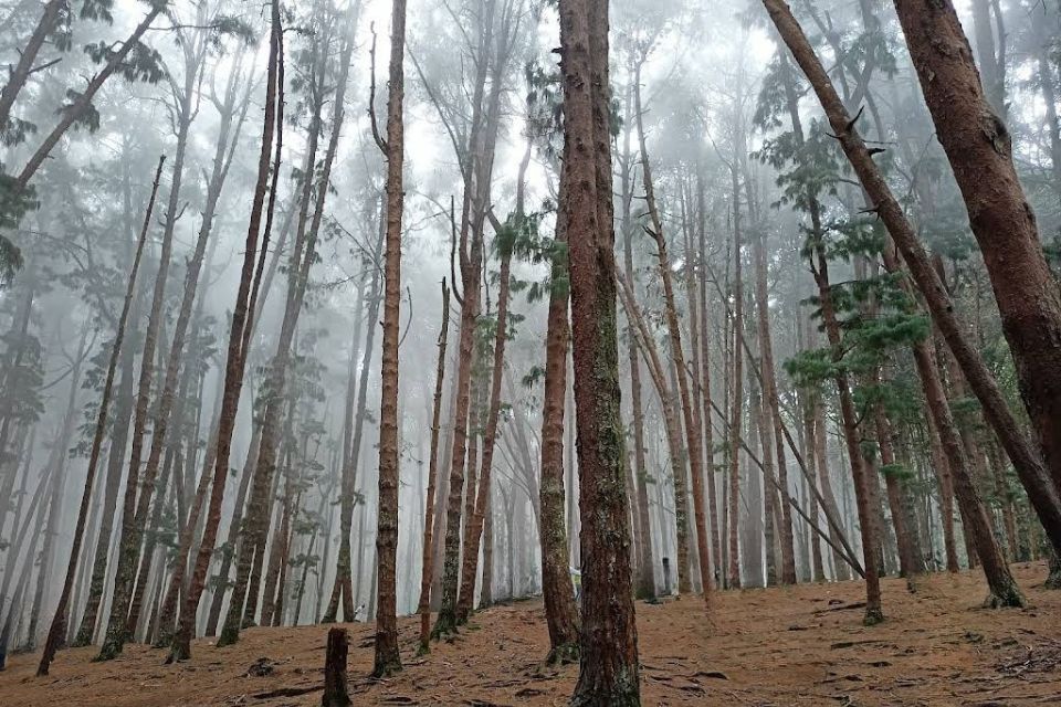 Pine Forest