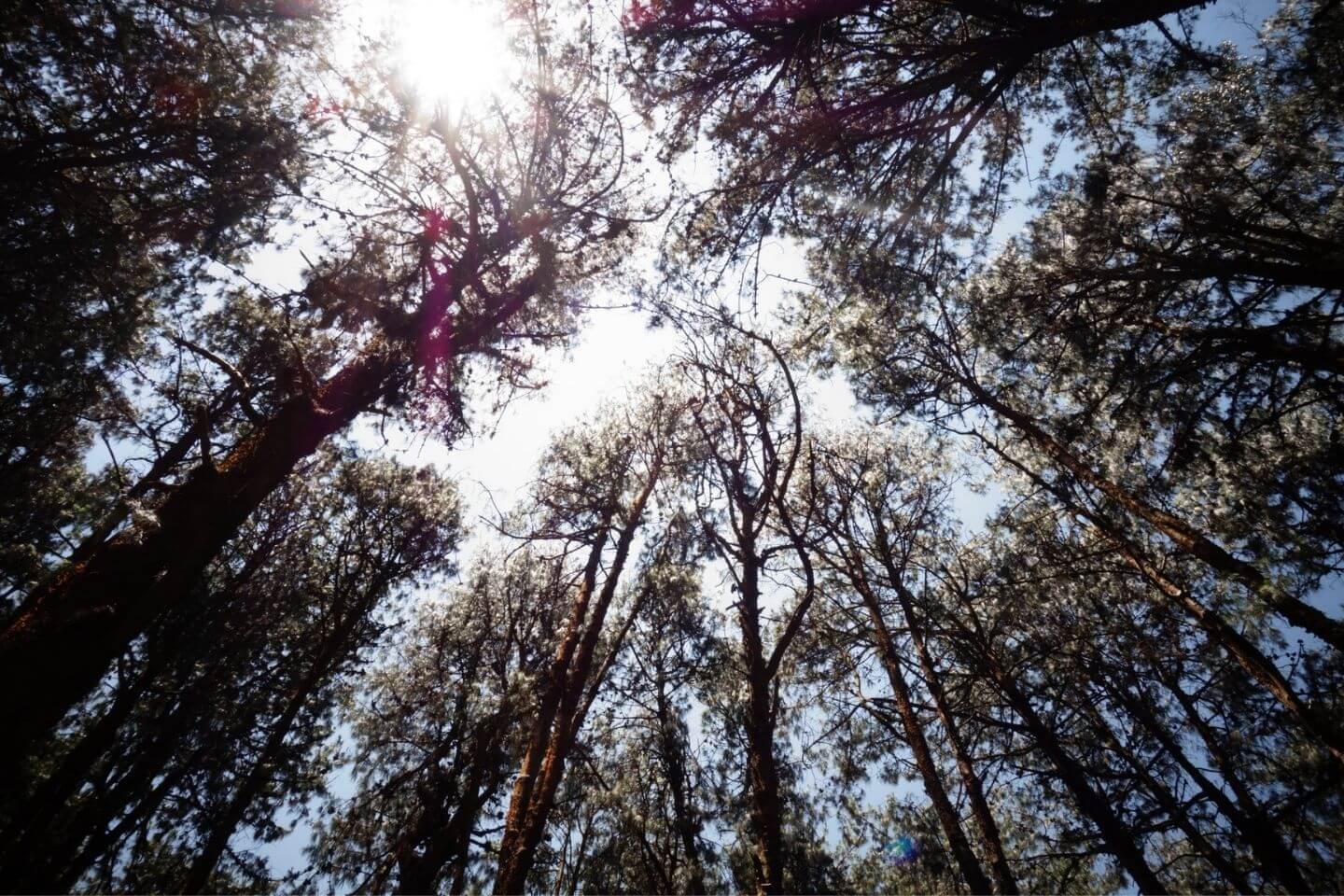 Pine Forest Kodaikanal Tourist Place to See